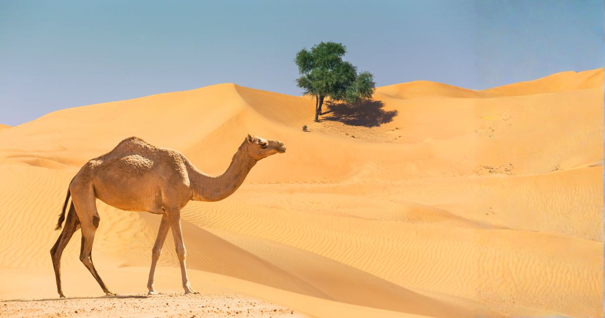 ドバイの飲料水は安全？水道水は飲める？砂漠の都市の水事情